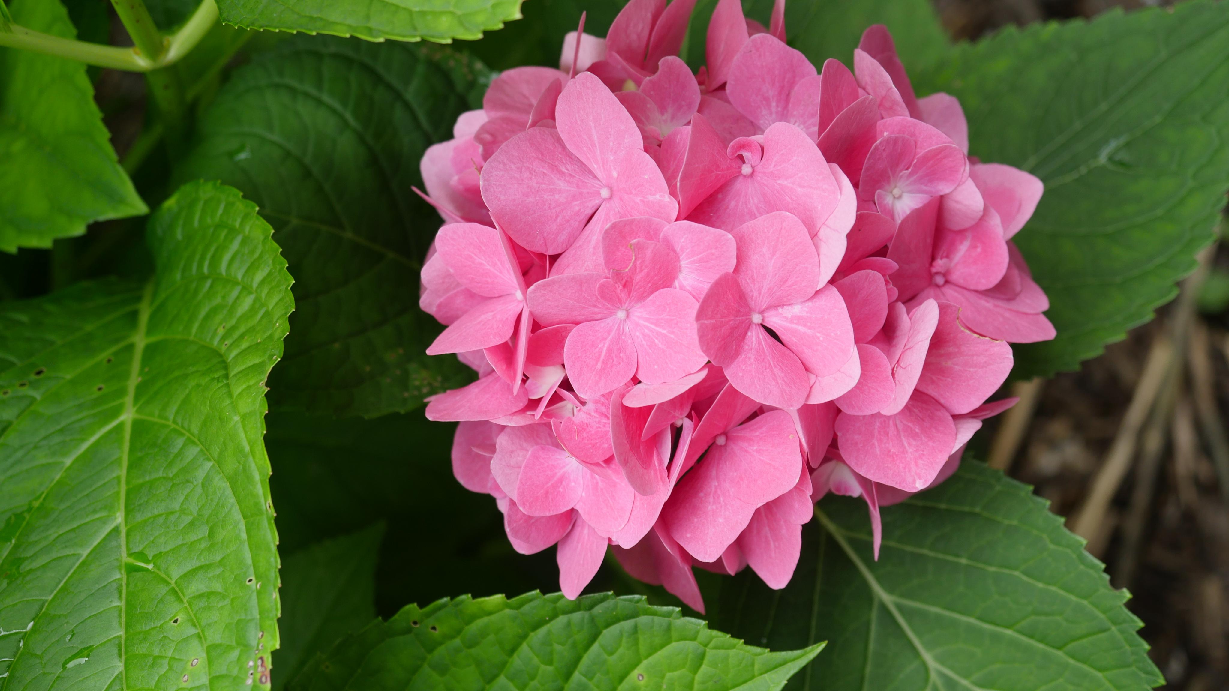 Hydrangea Flowers Petals Pink Leaves Macro