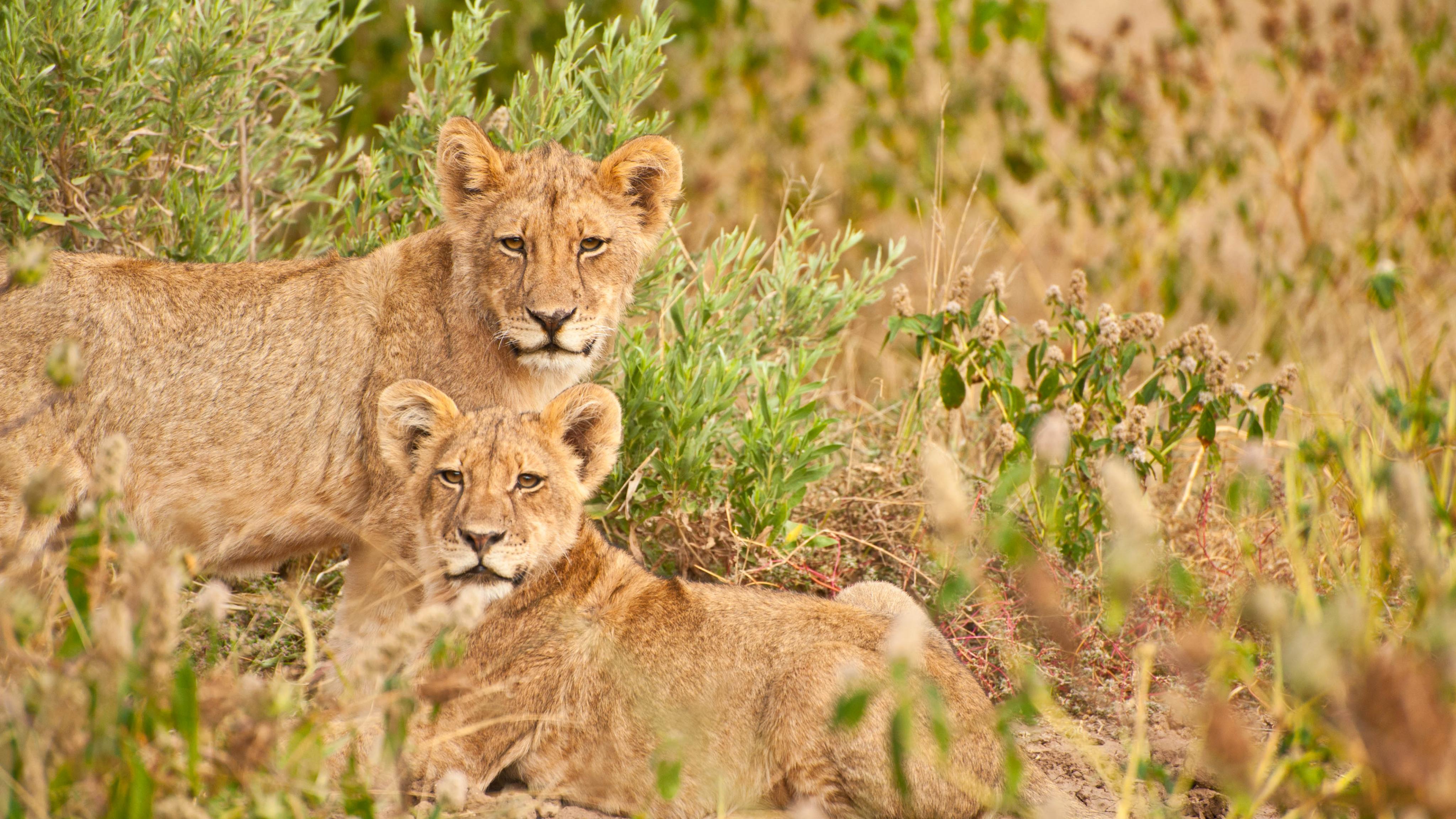 Lions Family Animals Wildlife