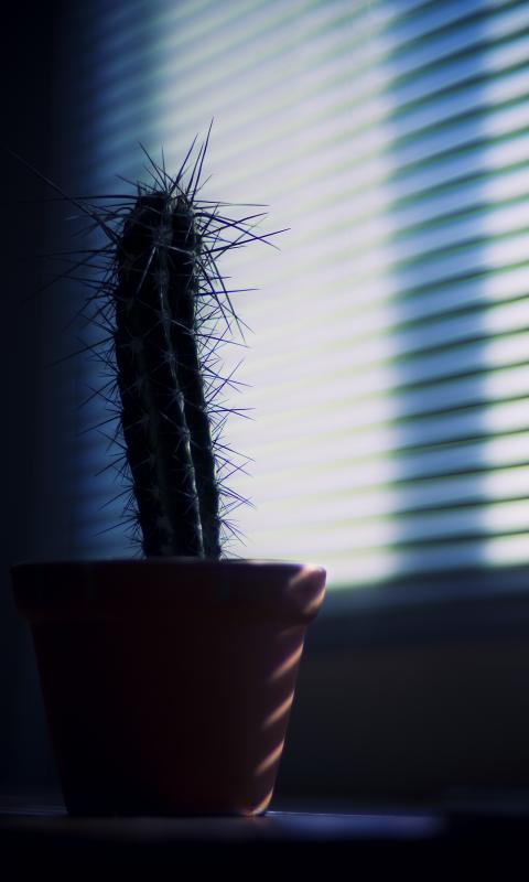 Cactus Needles Plant Pot Shadow Dark