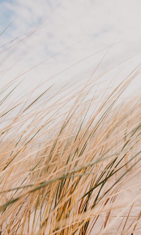 Grass Field Desert Macro