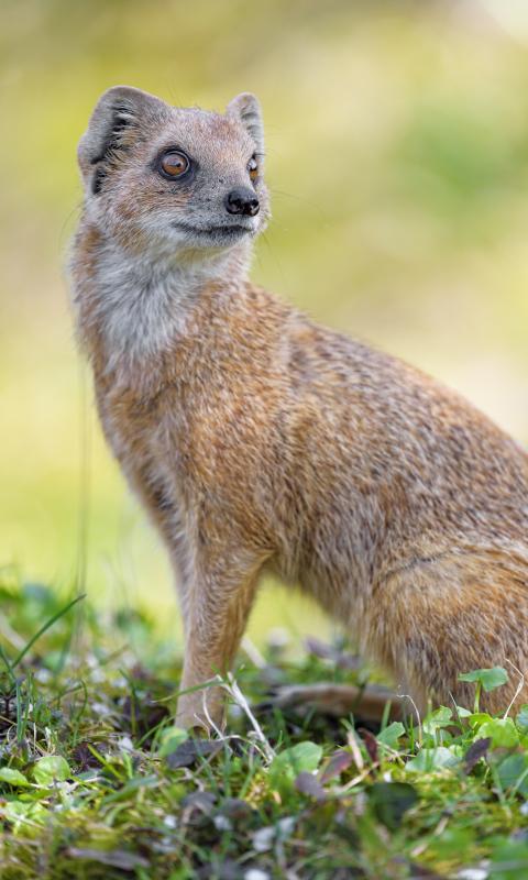 Mongoose Glance Funny Animal