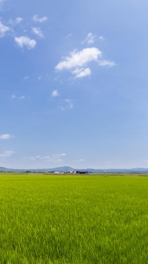 Field Grass Houses Landscape Nature Minimalism