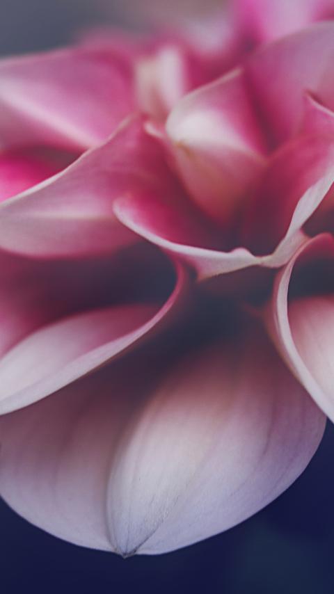 Flower Petals Leaves Pink Macro