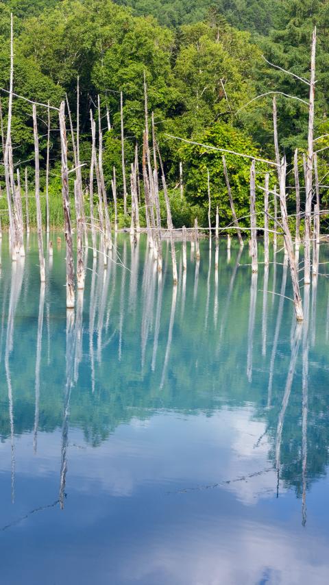 Forest Trees Lake Branches Dry Reflection Nature