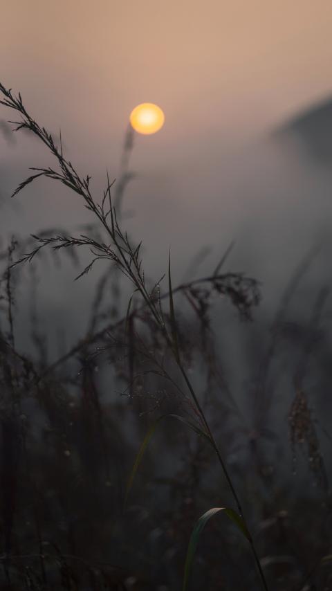 Grass Ears Dusk Macro