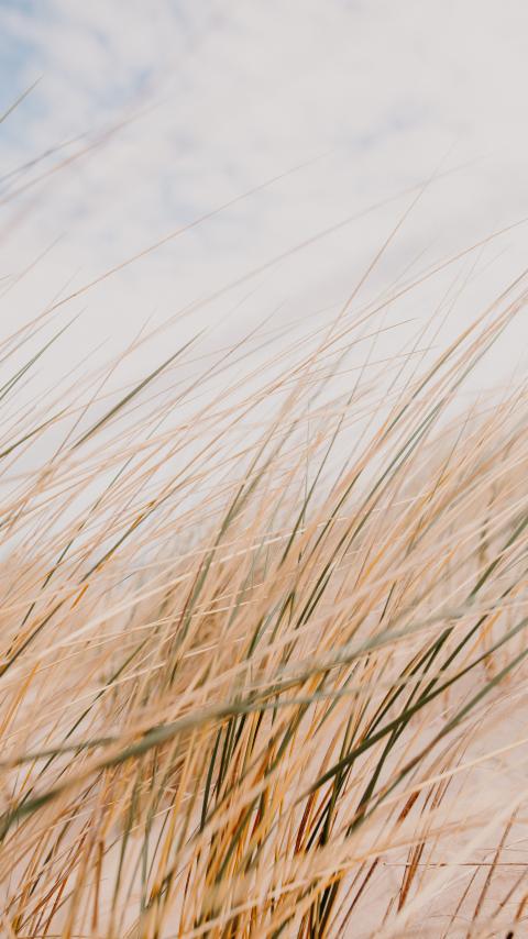 Grass Field Desert Macro