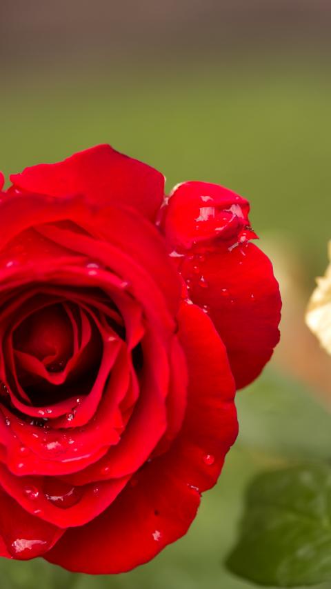 Rose Flower Petals Plant Macro