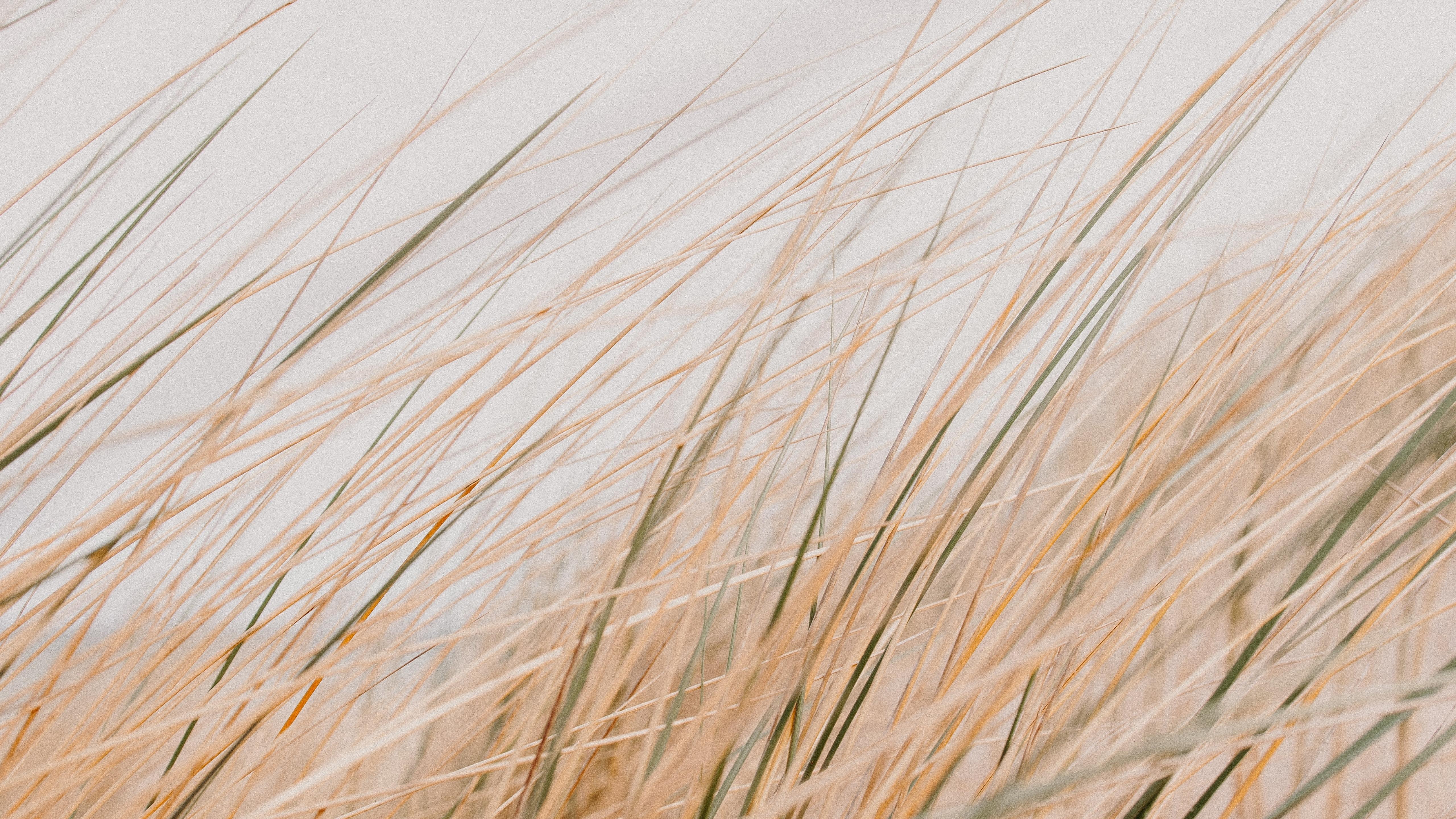 Grass Field Desert Macro