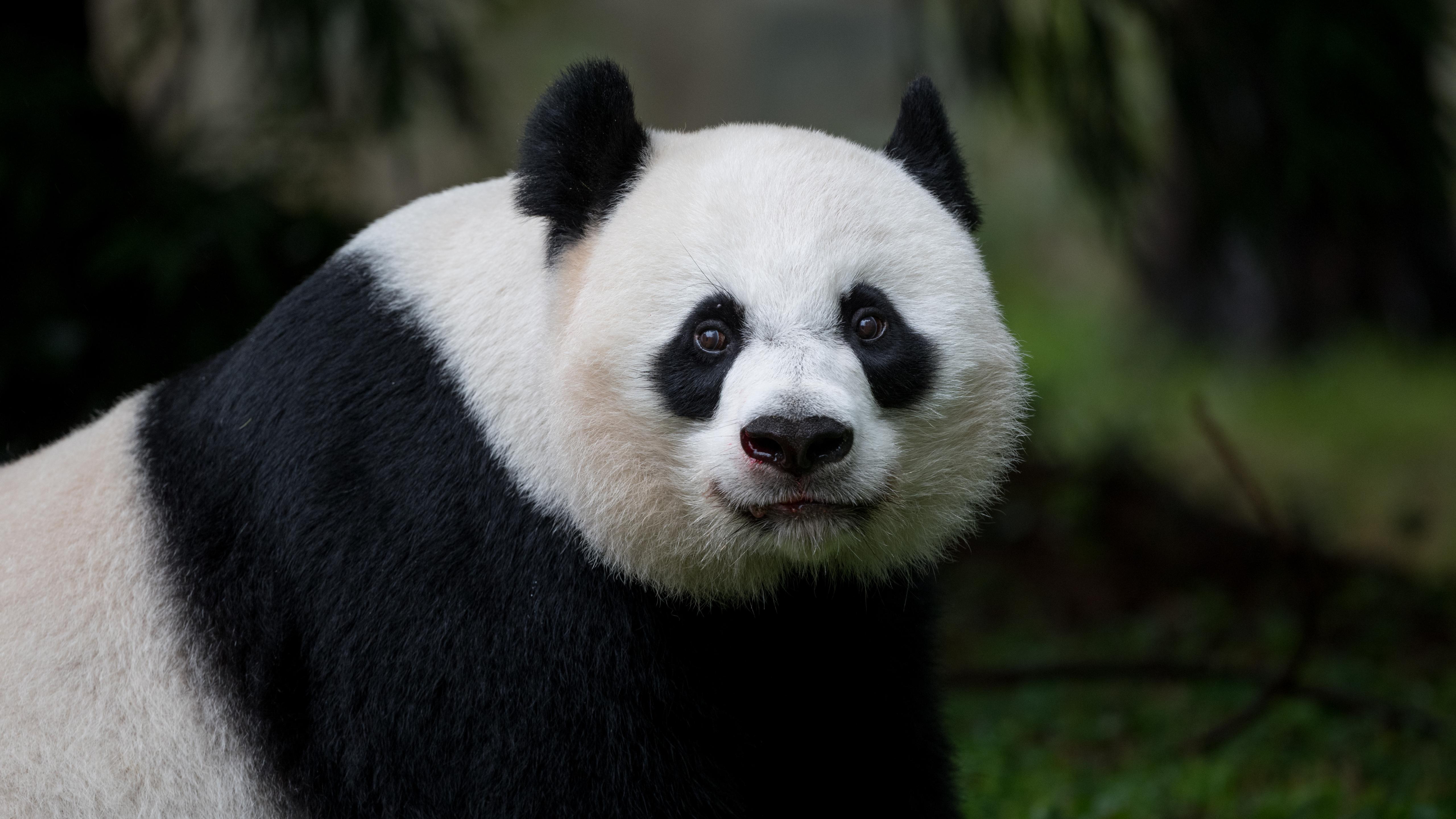 Panda Glance Animal