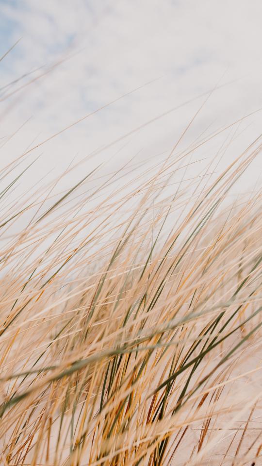 Grass Field Desert Macro