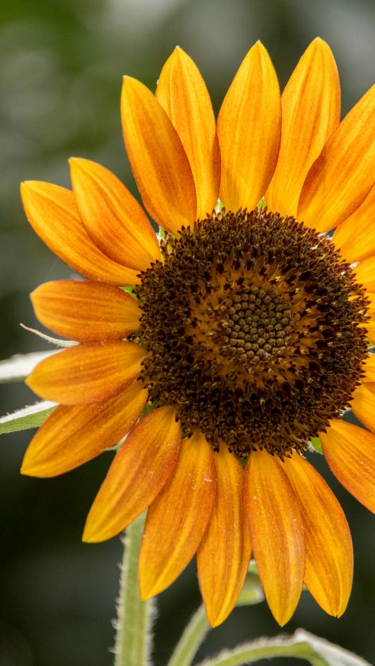 Sunflower Flower Petals Plant Yellow Macro