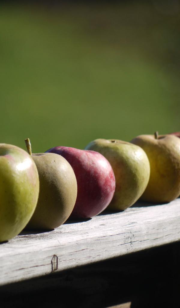 Apples Fruit Fresh Fence