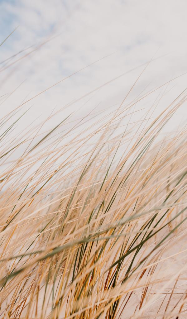 Grass Field Desert Macro