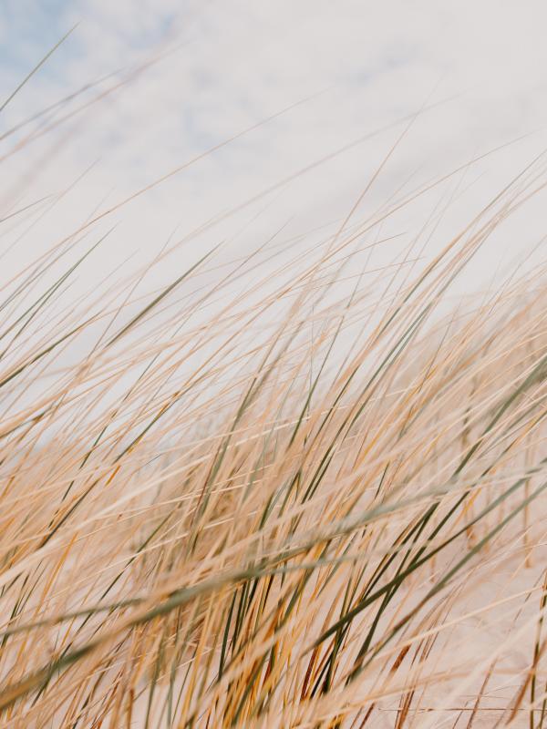 Grass Field Desert Macro
