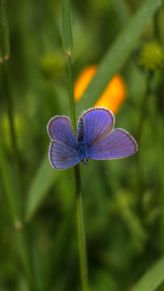 Butterfly Insect Plant Stem Macro