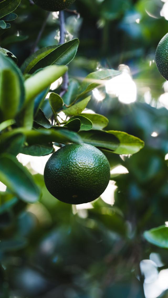 Lime Fruit Branch Leaves Plant Green