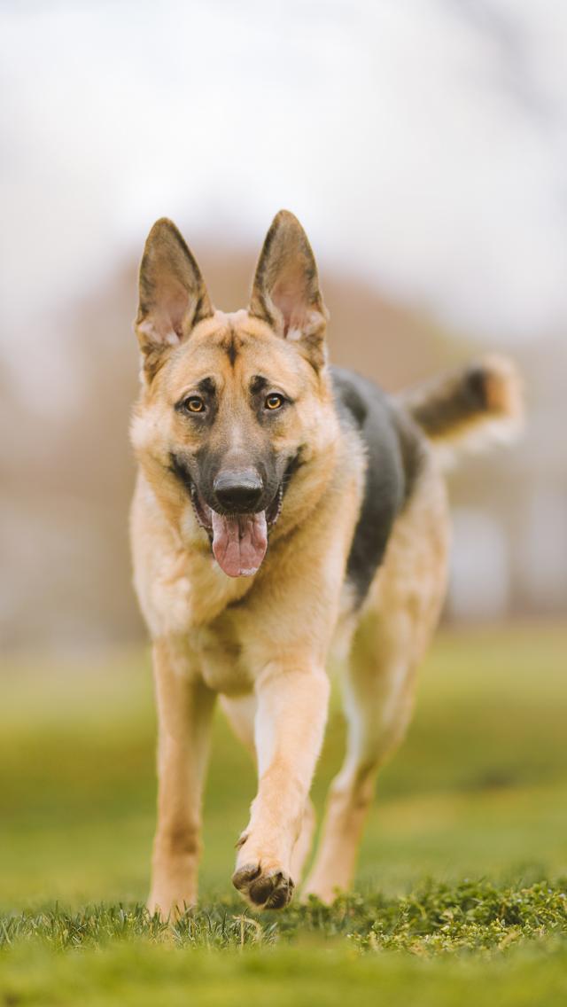 Shepherd-dog Dog Pet Protruding-tongue
