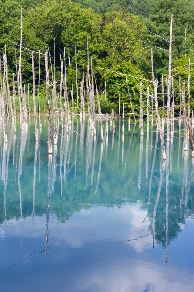 Forest Trees Lake Branches Dry Reflection Nature