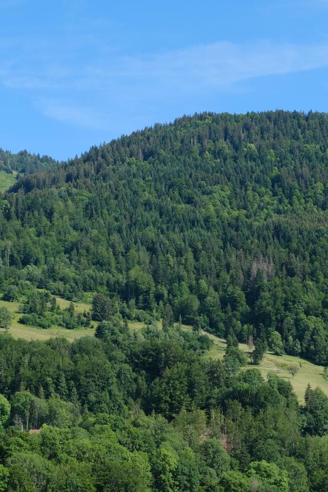 Hills Forest Trees Nature Landscape Aerial-view