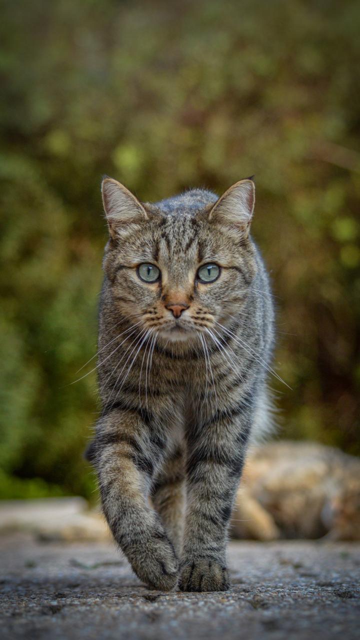 Cat Animal Glance Pet