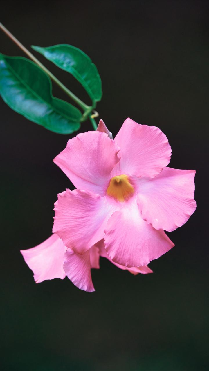 Flower Petals Leaves Branch Pink Macro