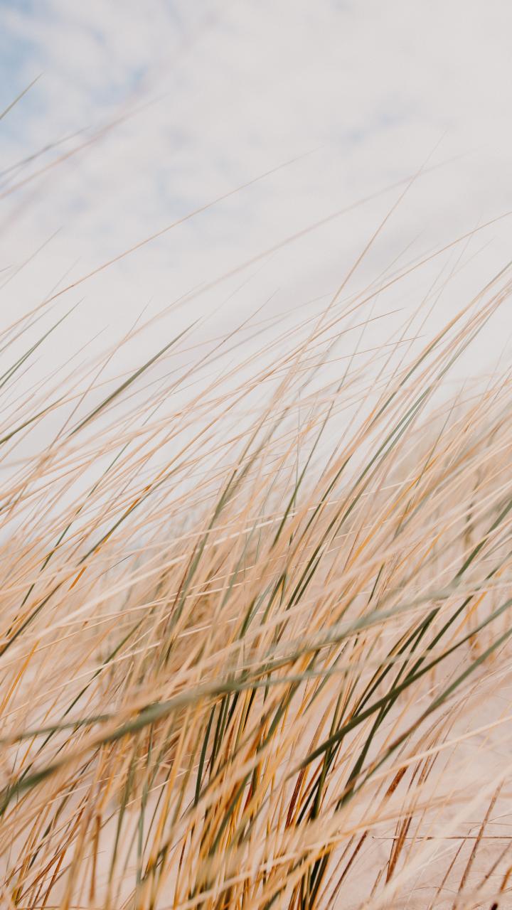 Grass Field Desert Macro