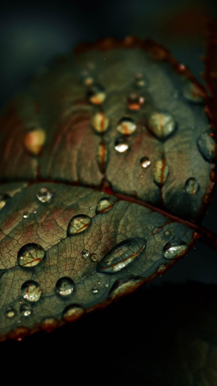 Leaf Drops Wet Macro Green