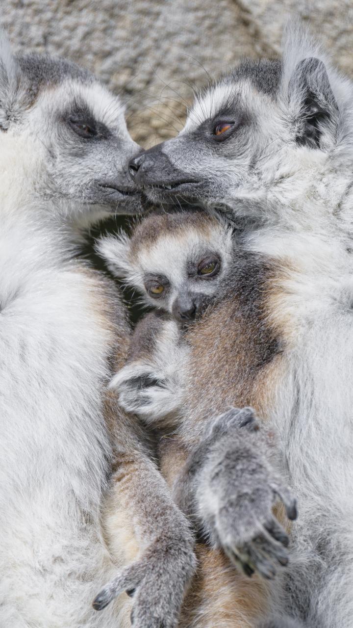 Lemurs Animals Family Love
