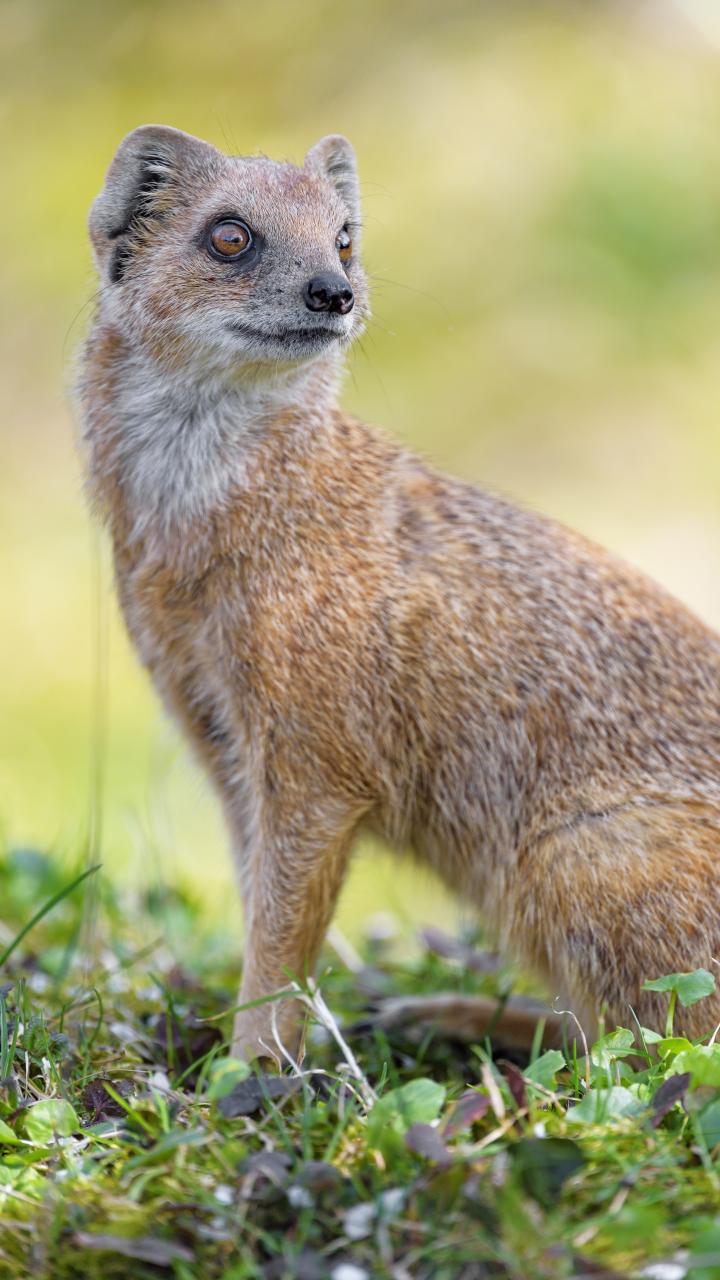 Mongoose Glance Funny Animal