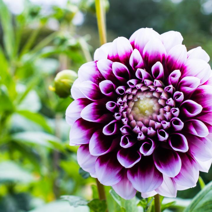 Dahlia Flower Petals Purple Macro