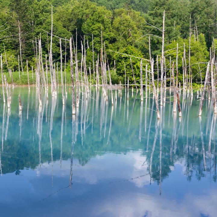Forest Trees Lake Branches Dry Reflection Nature