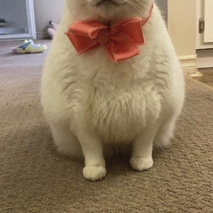 King-duncan Fat-cat Cat Pet Bow Cute