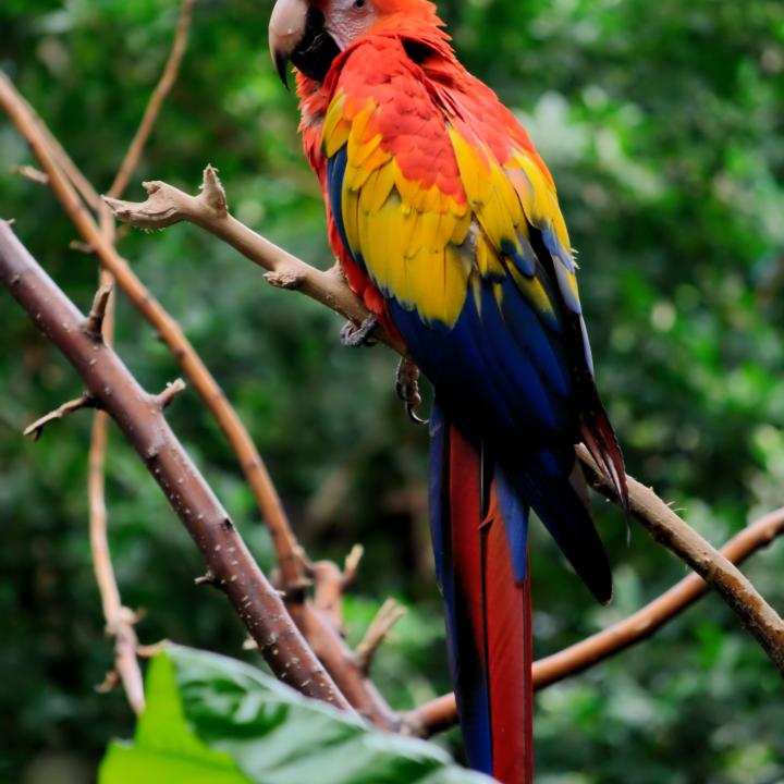Parrot Bird Tree Branches Leaves