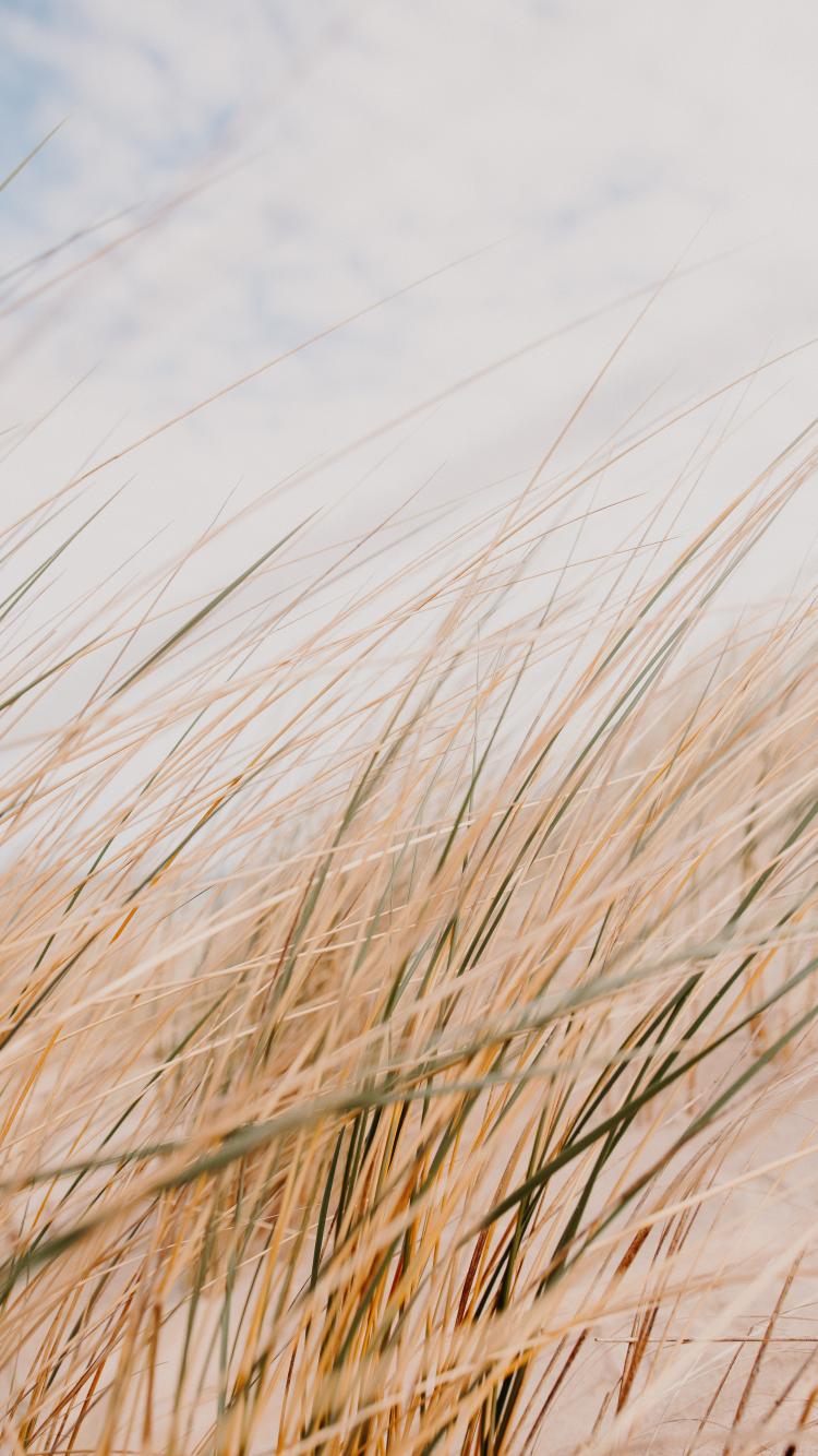 Grass Field Desert Macro