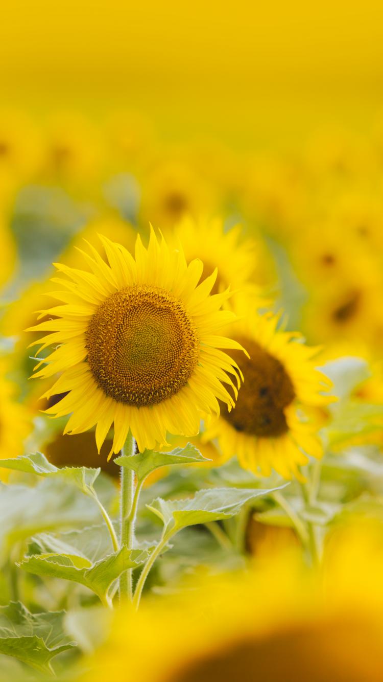 Sunflowers Flowers Field Plant Yellow