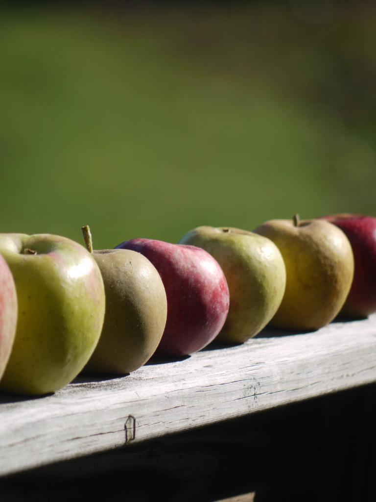 Apples Fruit Fresh Fence
