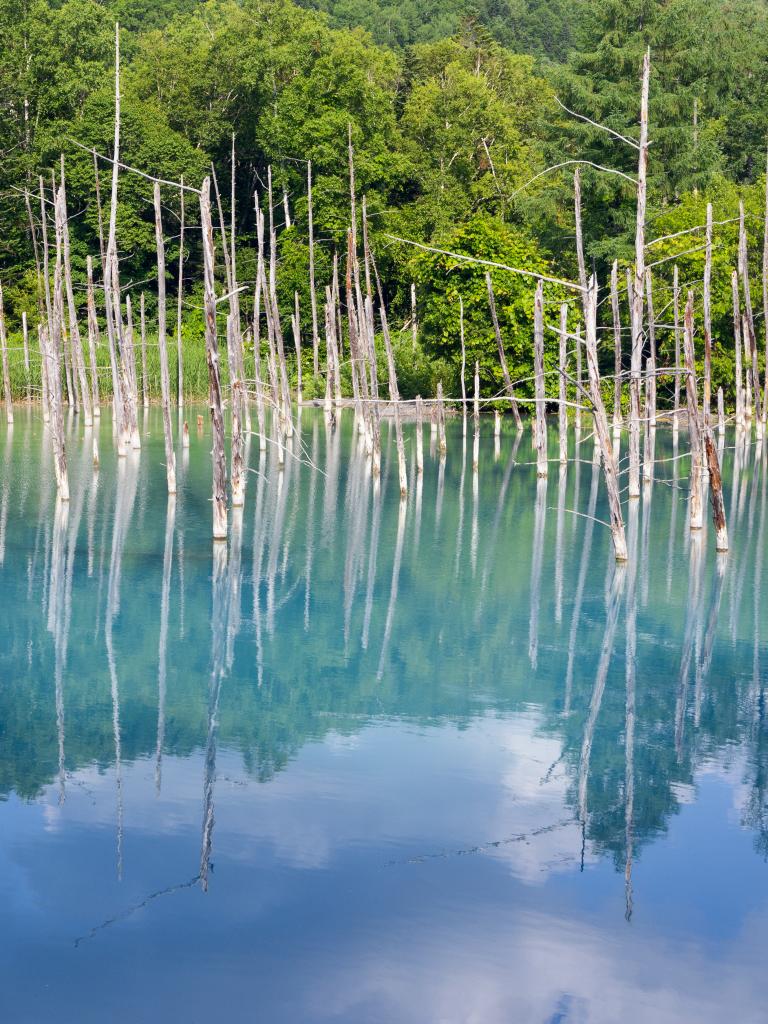 Forest Trees Lake Branches Dry Reflection Nature