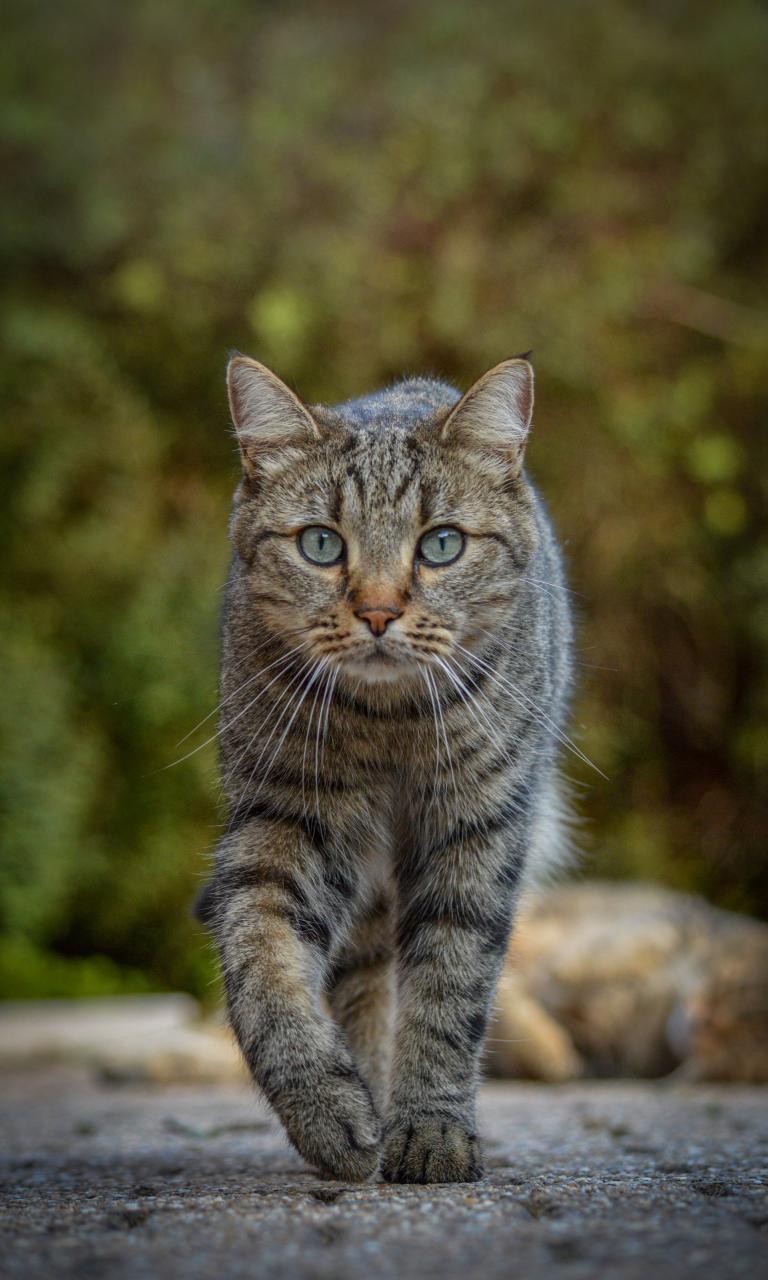 Cat Animal Glance Pet
