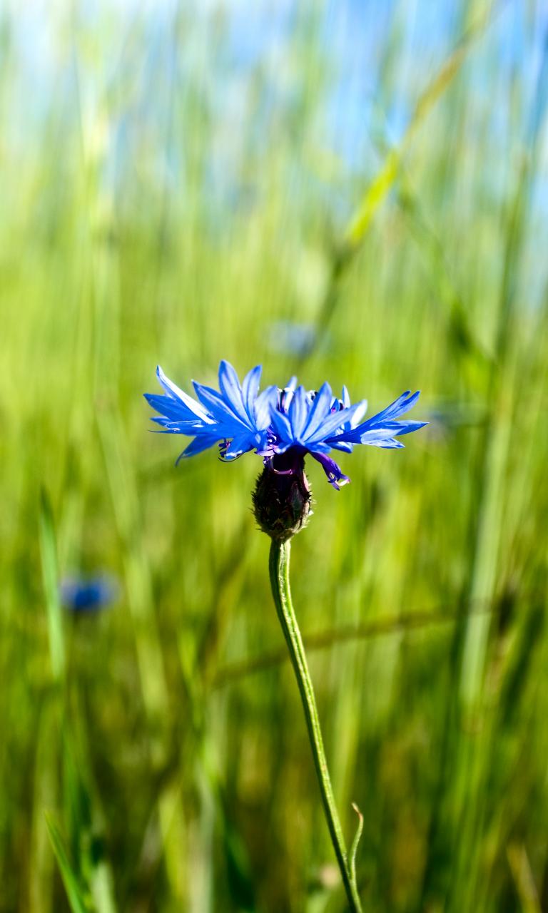 Cornflower Flower Plant Macro