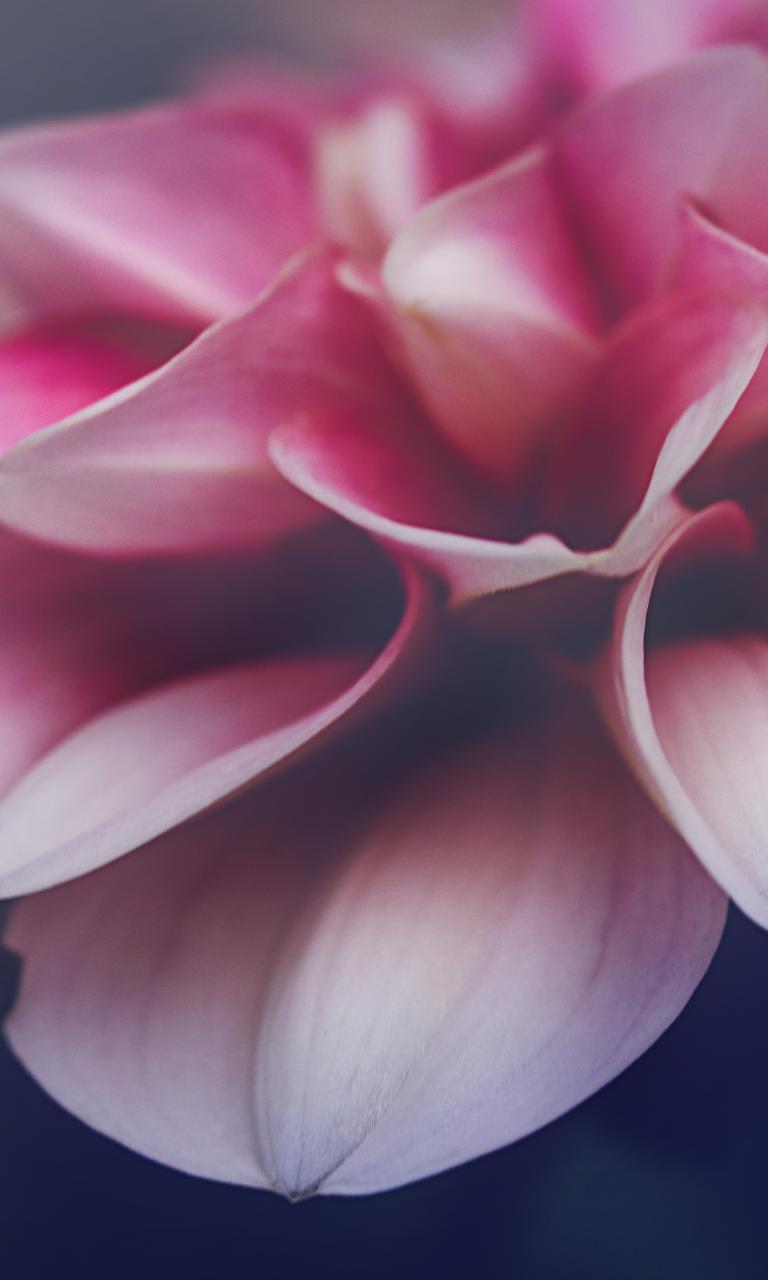 Flower Petals Leaves Pink Macro