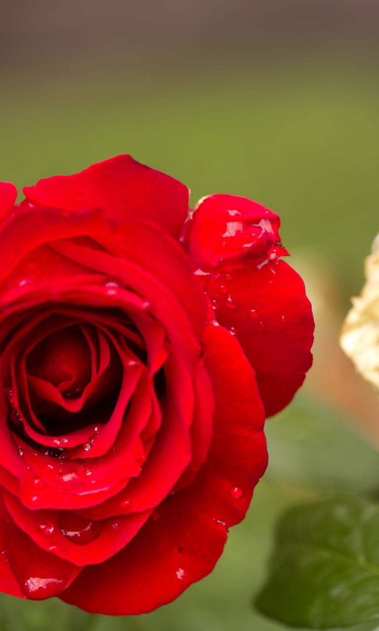 Rose Flower Petals Plant Macro