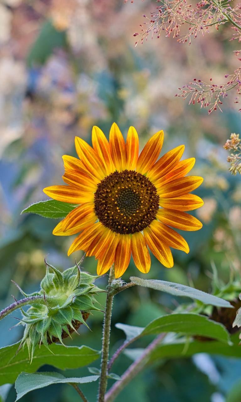 Sunflower Flower Plant Macro