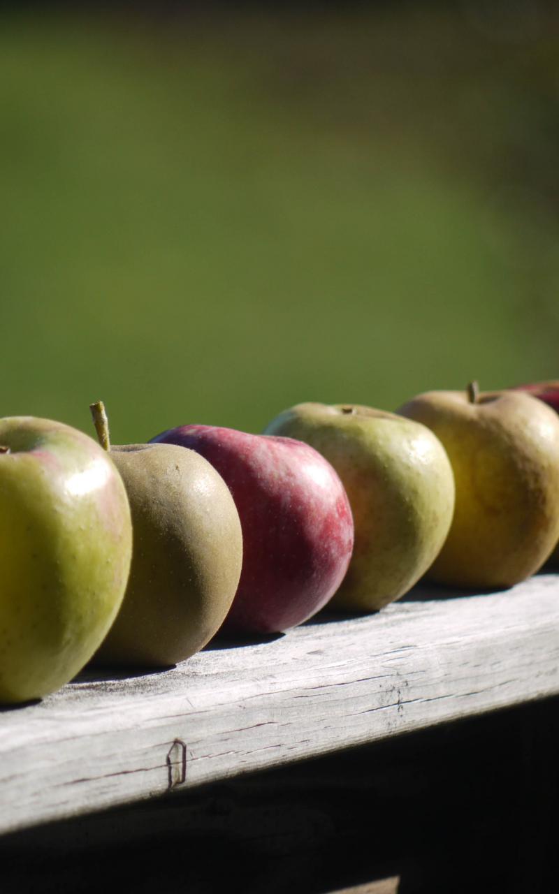 Apples Fruit Fresh Fence