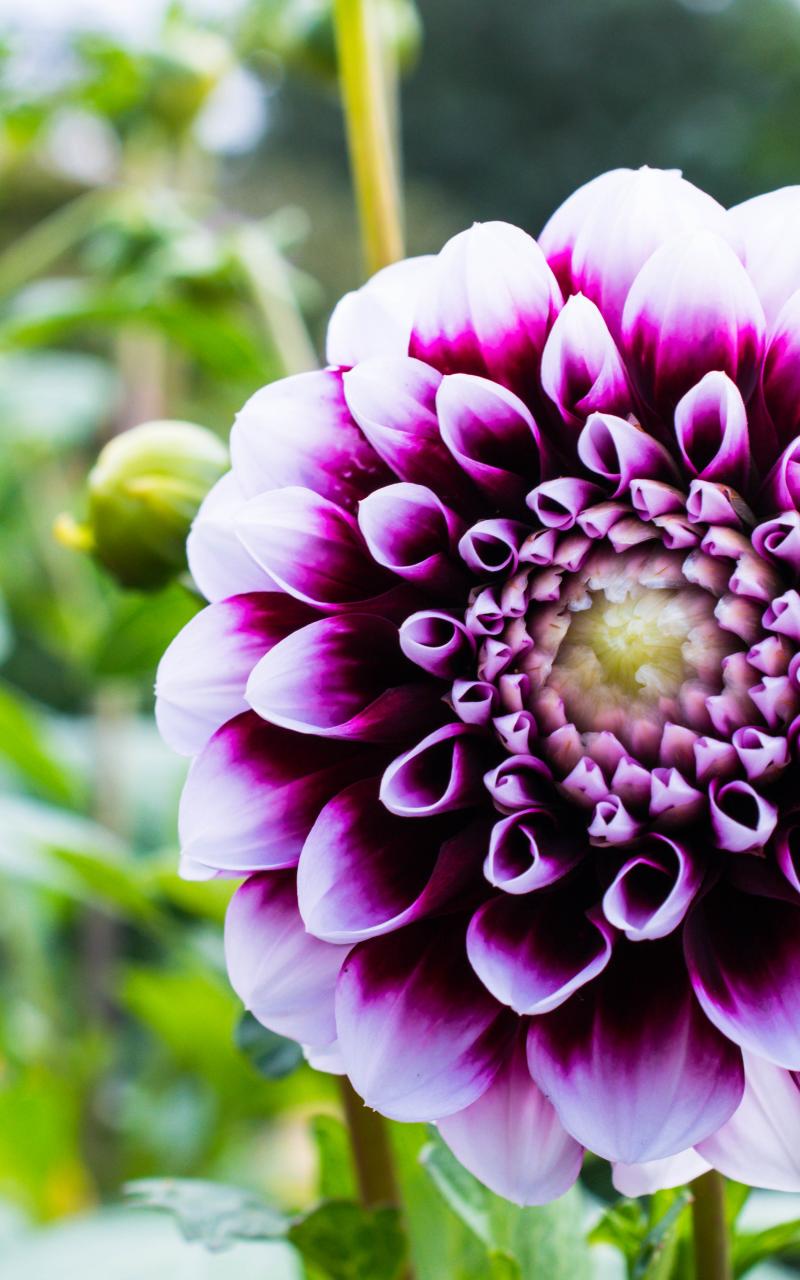 Dahlia Flower Petals Purple Macro