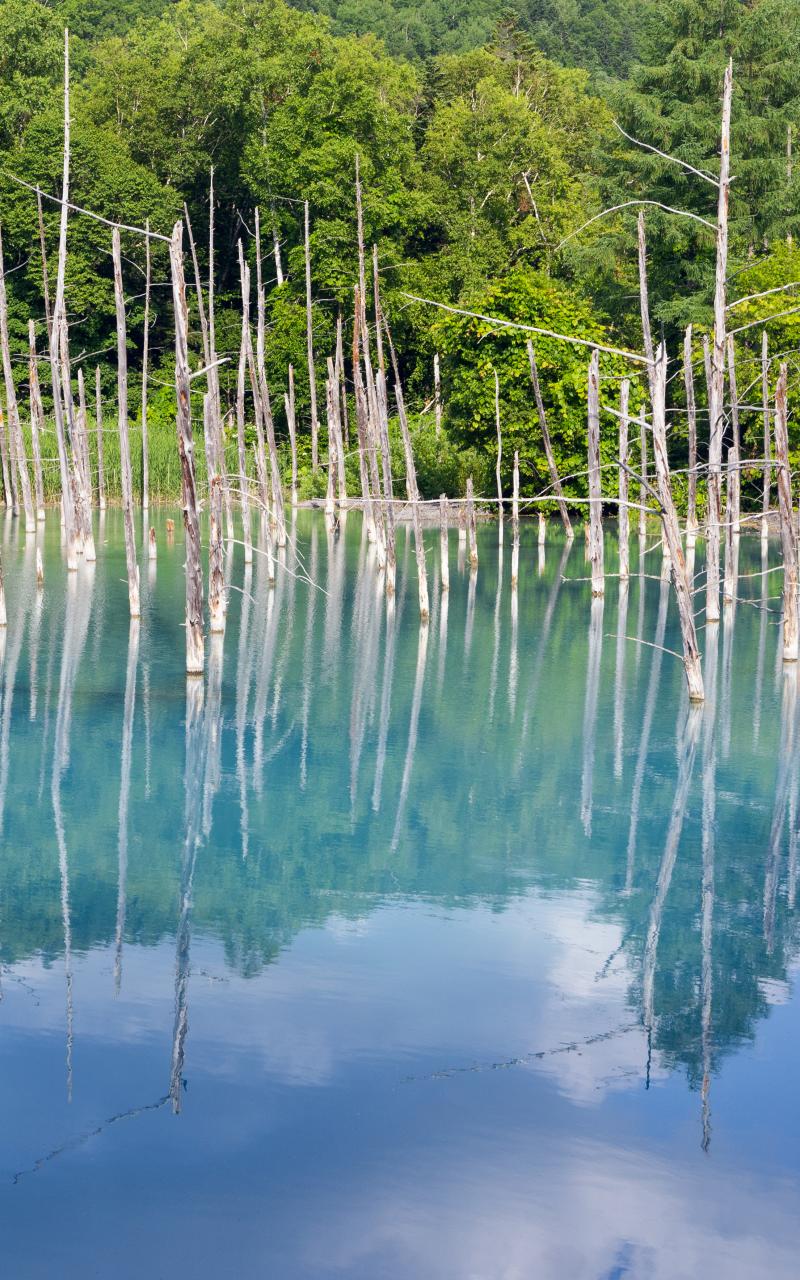 Forest Trees Lake Branches Dry Reflection Nature