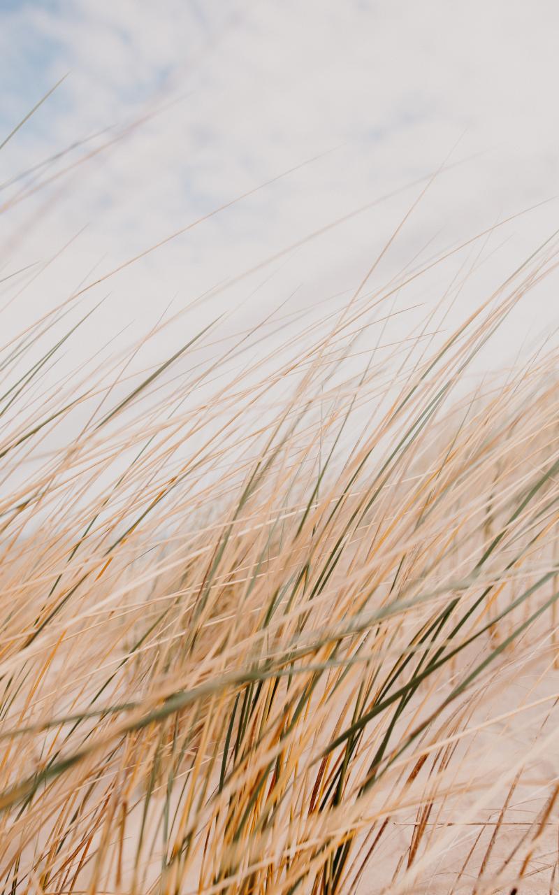 Grass Field Desert Macro