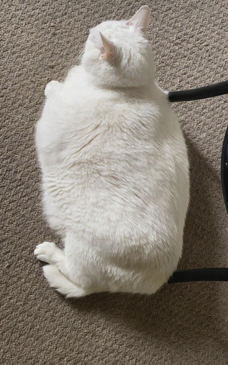 King-duncan Fat-cat Cat White
