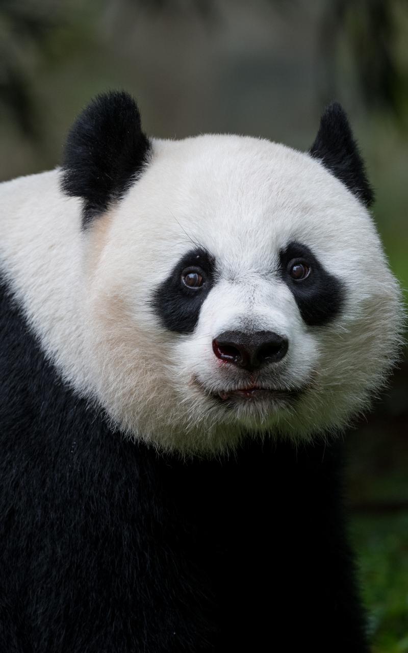 Panda Glance Animal