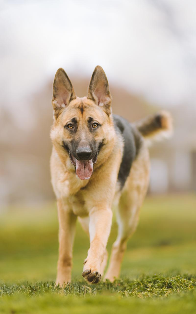 Shepherd-dog Dog Pet Protruding-tongue
