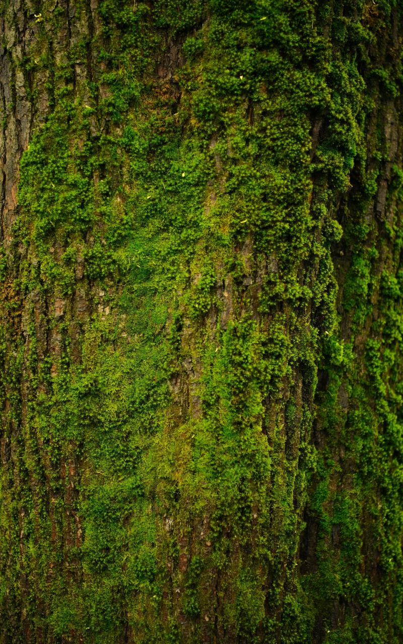 Tree Bark Moss Texture